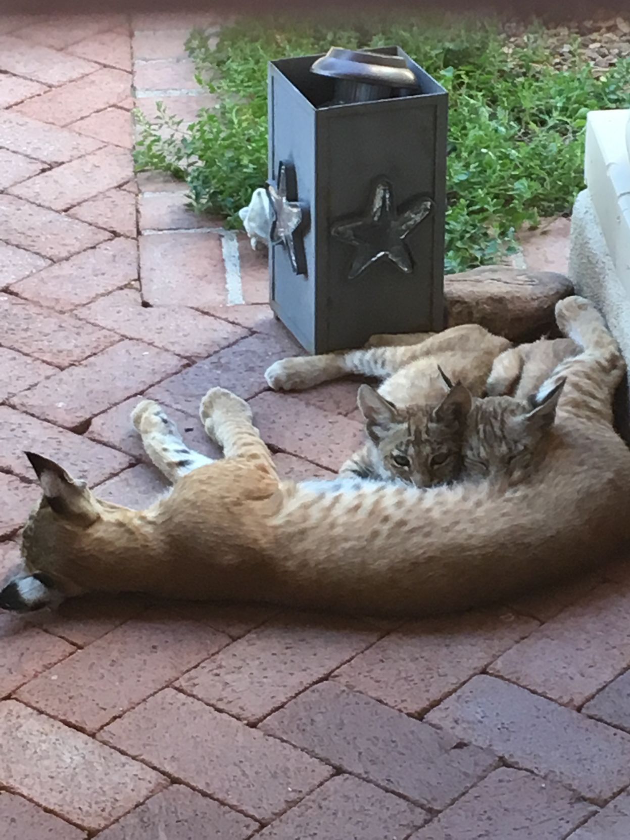 Southern Arizona Wildlife Babies